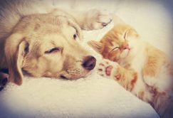 Intolleranze alimentari cane e gatto