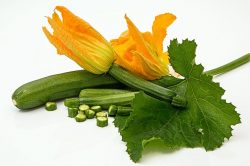 Fiori di zucca