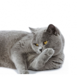 British Shorthair - Royalcanin.it