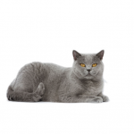 British Shorthair - Royalcanin.it