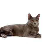 Certosino - Royalcanin.it