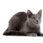Certosino - Royalcanin.it