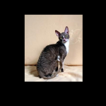 Cornish Rex - Wikipedia.org