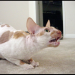 Cornish Rex - Wikipedia.org