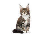 Main Coon - Royalcanin.it