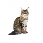 Main Coon - Royalcanin.it