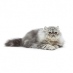 Persiano - Royalcanin.it