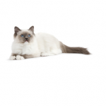 Ragdoll - Royalcanin.it