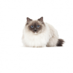 Ragdoll - Royalcanin.it