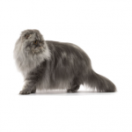 Scottish fold - Royalcanin.it