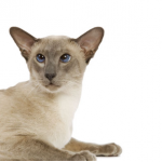 Siamese - Royalcanin.it