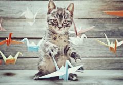 Giochi per gatto