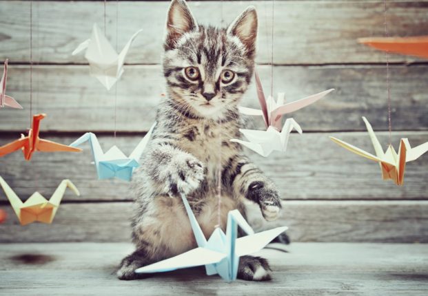 Giochi per gatto