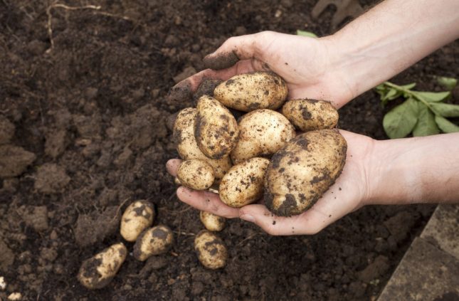 Raccolta delle patate