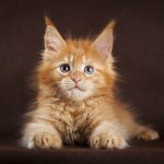 Cucciolo di Maine Coon.