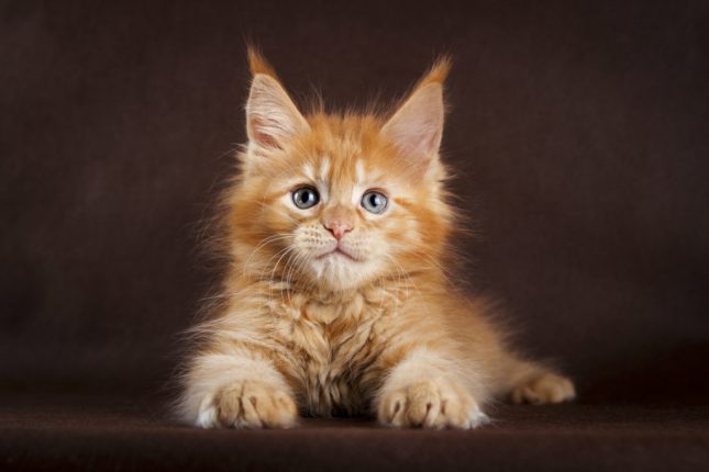 Cucciolo di Maine Coon.