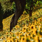Giardini Sissi Merano serate estive 2016