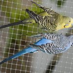 Il canarino