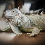 Iguana