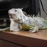 Iguana