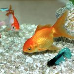 Pesce rosso