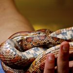 Serpente del grano
