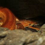 Serpente del grano
