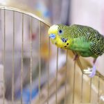Canarini