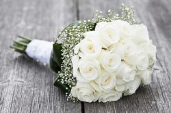 Rose bianche