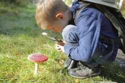 Raccogliere i funghi come diventare esperti