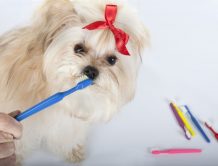 Pulire i denti al cane