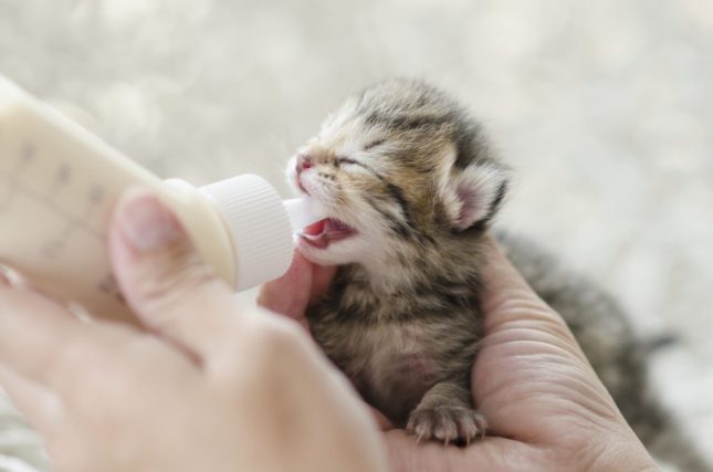 Svezzamento gatti