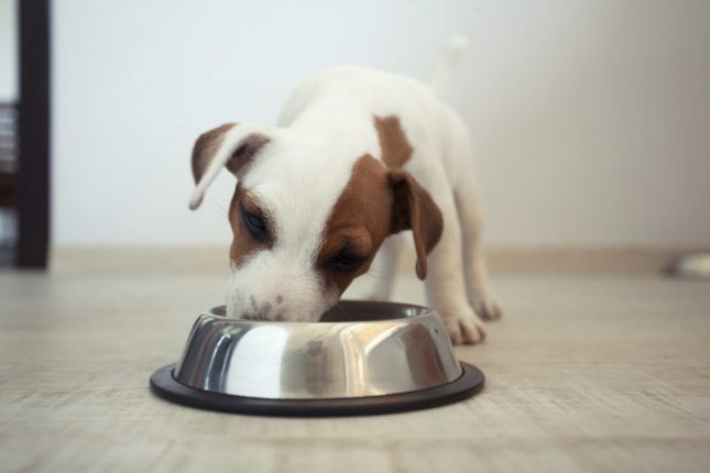Cibo per cani