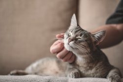 accessori-per-gatti