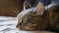 Vomito gatto cause