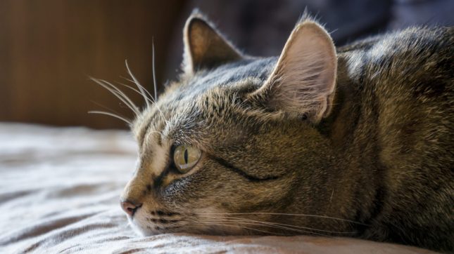 Vomito gatto cause
