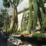 Serra della piante succulente a Bergamo