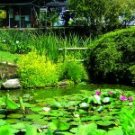 Laghetto delle piante esotiche a Bergamolaghetto