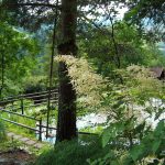 Giardino botanico di Bormio (SO