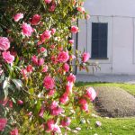 Camelie a Villa Carlotta in bella stagione