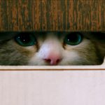Una vita da gatto