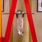 Una vita da gatto