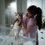 Una vita da gatto