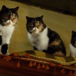 Una vita da gatto