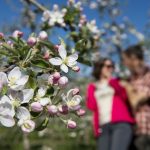 Südtirol, Festa della fioritura. Associazione turistica Lana e dintorni
