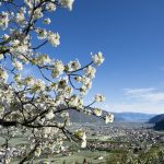Südtirol, Festa della fioritura. Associazione turistica Lana e dintorni