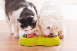 Cane e gatto mangiano cibo naturale