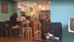 Cat Café