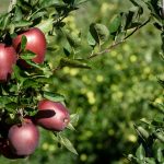 Mele di Valtellina_Previsomini