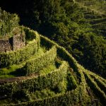 Vigneti di Valtellina_Previsdomini
